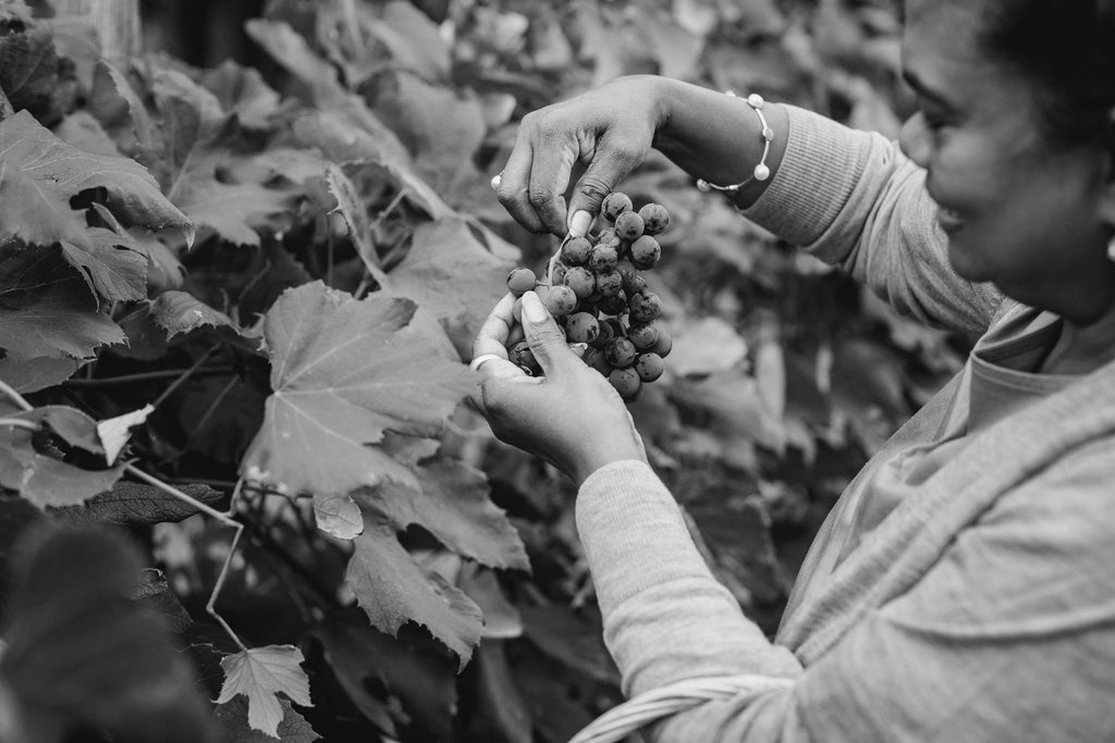 Women harvesting bunch from grapevine 