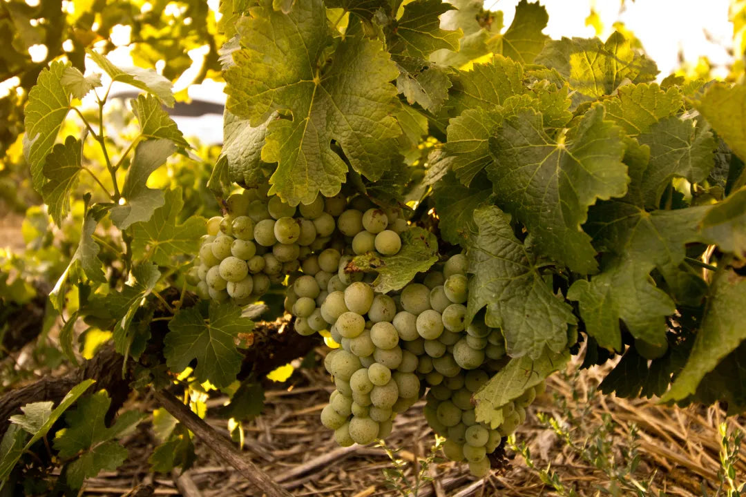Swartland